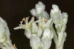 Longleaf buckwheat